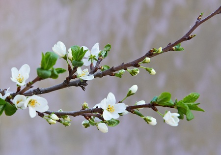 Flowering cherry tree branch closeup  Shallow depth of field の写真素材