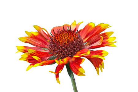 Macro of a variety of Black Eyed Susan Flower, also called Rudbekia hirta isolated on whiteの写真素材