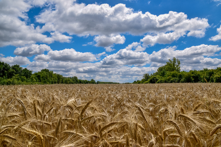 wheatfieldの写真素材