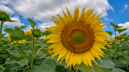 Sunflowerの写真素材