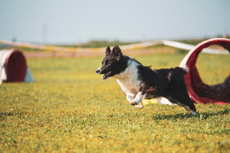 Border Collie running through an agility tunnel