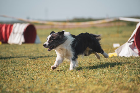 Border Collie running through an agility tunnelの写真素材