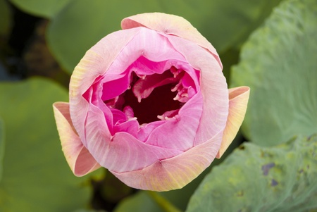 Pink lotus flower,Lotus flower birds eye viewの写真素材
