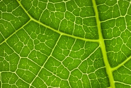 Green leaf background textureの写真素材