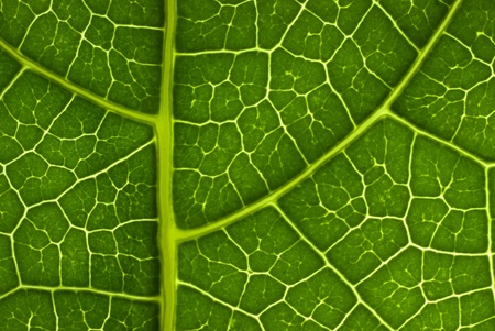 Green leaf background textureの写真素材