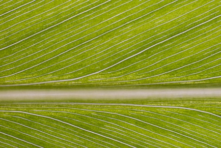 Green leaf background textureの写真素材