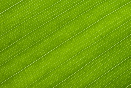 Green leaf background textureの写真素材