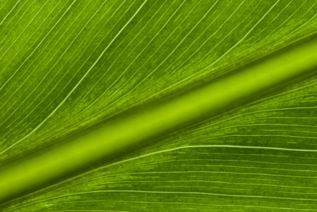 Green leaf background textureの写真素材