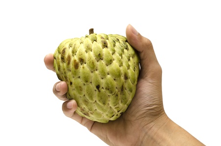 hand holding Custard apple,Sugar Appleの写真素材