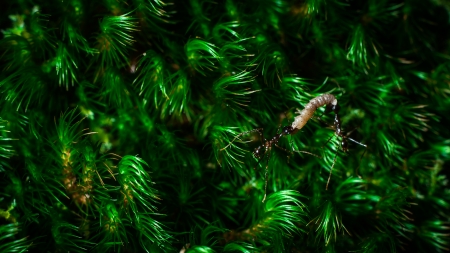 ant in the natureの写真素材