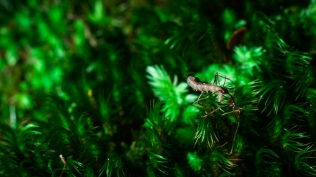 ant in the natureの写真素材