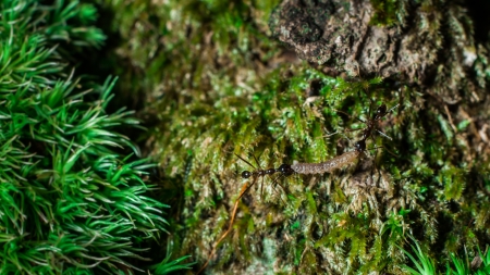 ant in the natureの写真素材