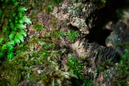 ant in the natureの写真素材
