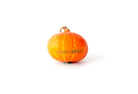 One pumpkins on a white backgroundの写真素材