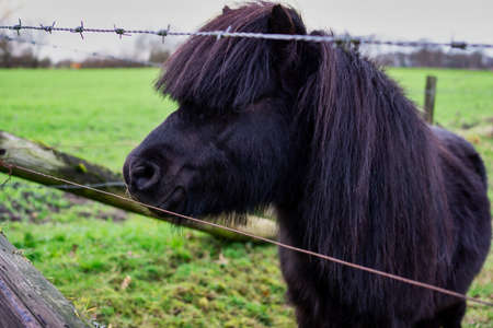 Small happy black pony by the fenceの写真素材
