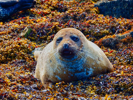seal sunbathing on sandbank in irelandの写真素材