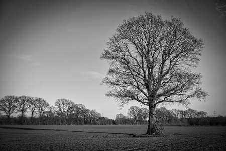 old tree on field in winter in black white