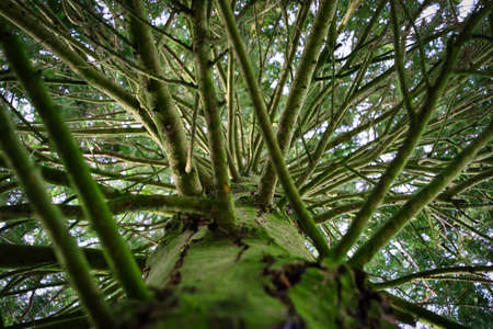 View along the tree trunk towards the treetopの写真素材