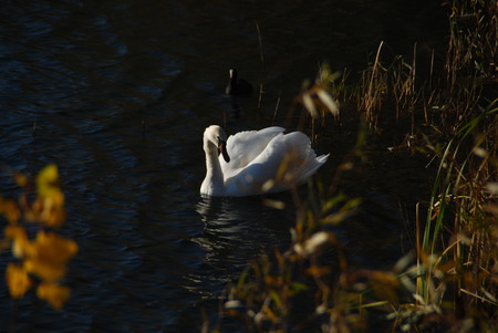 Amazing white swan swims in blue water. Nature landscape with white swan. Beautiful nature. Birds in nature. Nature wildlife.の写真素材
