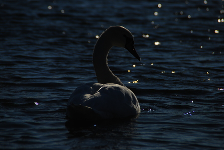 Amazing white swan swims in blue water. Nature landscape with white swan. Beautiful nature. Birds in nature. Nature wildlife.の写真素材