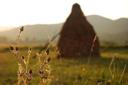 spider on a web sunset in the eveningの写真素材