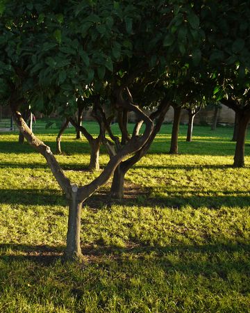 Trees in the park with shadesの写真素材