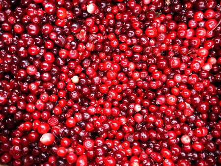 Closeup of mass of red Cranberries as Textureの写真素材