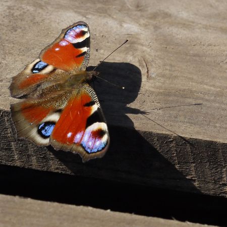 Closeup of brightly brown butterfly with blue circles on the wingsの写真素材