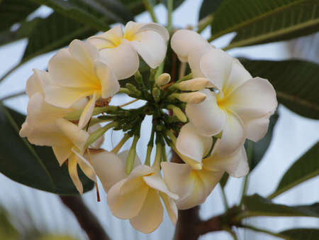 The beautiful white Frangipani flowersの写真素材