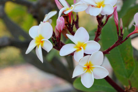 Close up of Frangipani flowersの写真素材