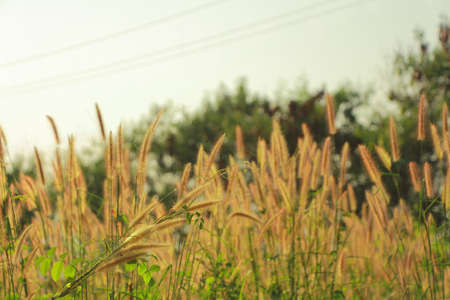 Caption of weed field in sunshineの写真素材