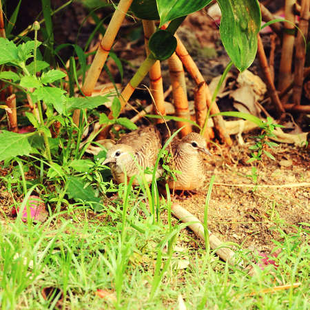 Two little birds training to flyingの写真素材