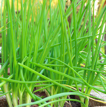 The little green onion weedsの写真素材