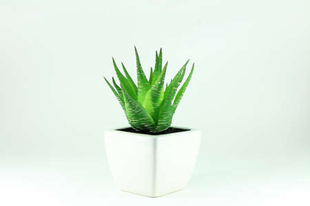 Fake plastic aloe vera plant on the white backgroundの写真素材