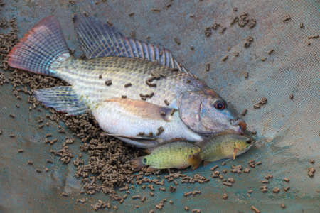 Three fishes catch from the shrimp farmの写真素材
