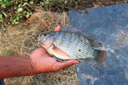 A fish on a hand of a fishermanの写真素材