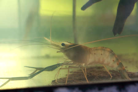 Black Tiger Fish in a small aquariumの写真素材