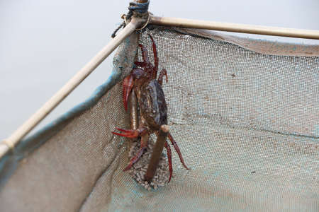 One eye crab catch from the shrimp farmの写真素材