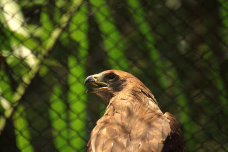 Brown hawk in the cageの写真素材