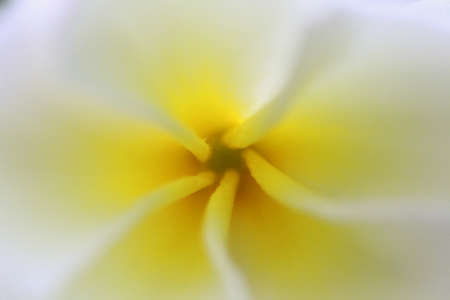 Capture of inside of the frangipani flowerの写真素材