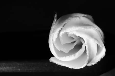 Young white frangipani flower capture in black and whiteの写真素材