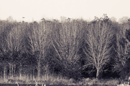 Rubbe trees in autumnの写真素材