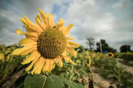 A sunflower in the daylightの写真素材