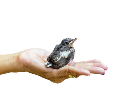 Young Magpie in a handの写真素材
