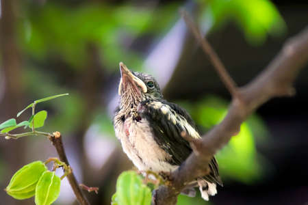 Young magpie bird waiting for her parent after first flying practice.の写真素材