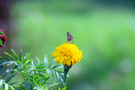 A moth on a yellow flower in the green backgroundの写真素材