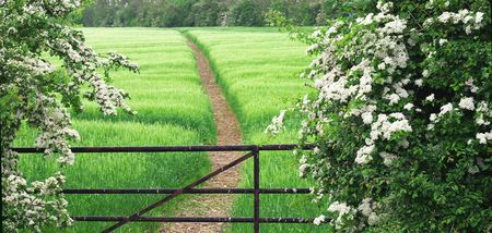 gate, footpath and wheat field with of white thorn hedge, common hawthorn or Crataegus monogyna, also known as May, Maythorn, Quickthorn, and Haw, used as hedges, like here, or as natural remedy for the .の写真素材