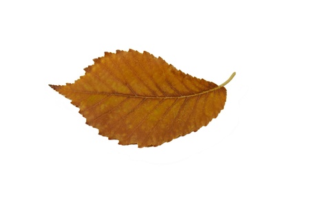 Orange Leaf isolated on a white backgroundの写真素材