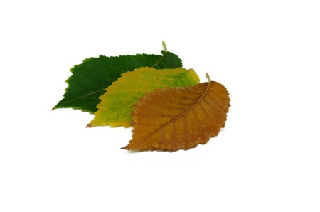 three leaves isolated on a white background