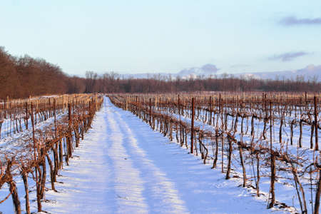 vineyard on a winter evening in the snowの写真素材